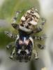 Salticus scenicus